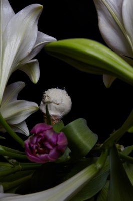 Borjana Ventzislavova.