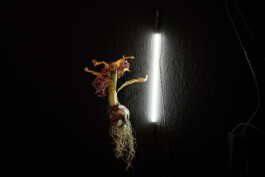 Borjana Ventzislavova.