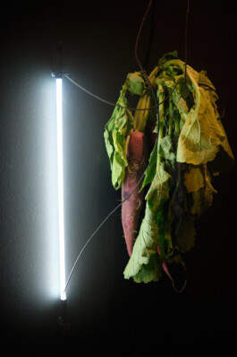 Borjana Ventzislavova.