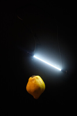 Borjana Ventzislavova.