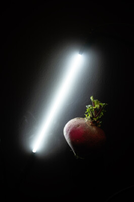 Borjana Ventzislavova.